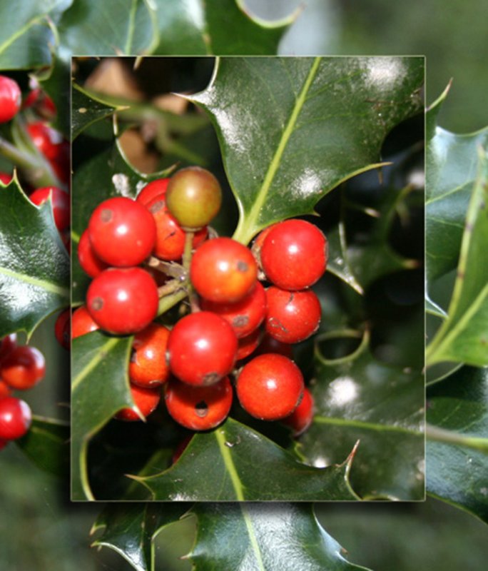 holly ~ a hard winter, maybe?