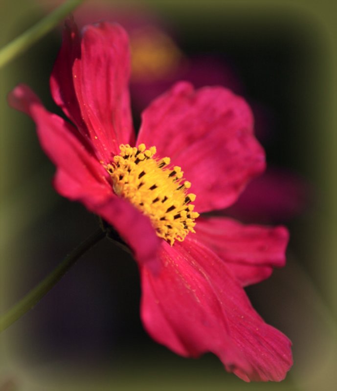 cosmos ~ still going strong