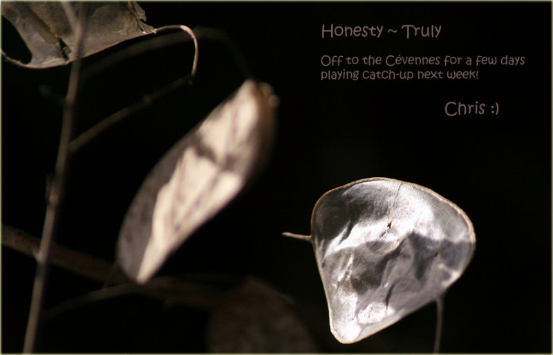 Honesty  ~ Truly