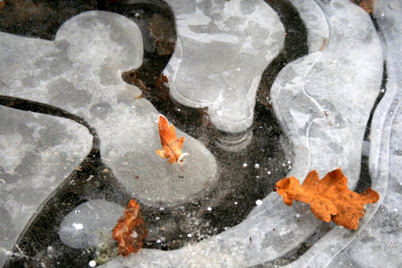 oak leaves on ice