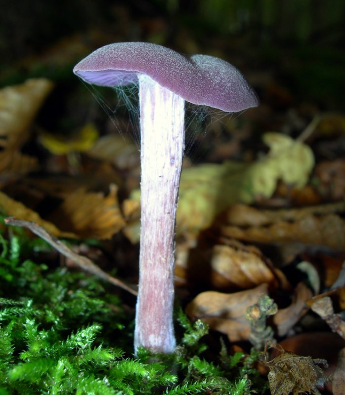 Amethyst Deceiver - Laccaria Amethystea