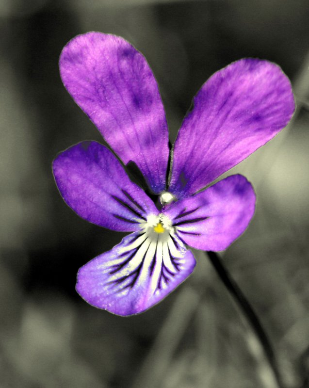 pansy