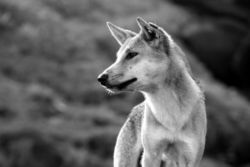 Dingo