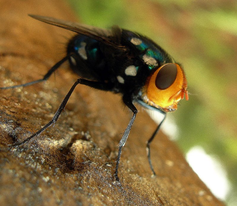 amenia imperilis