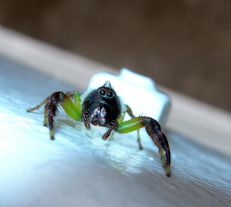 jumping spider
