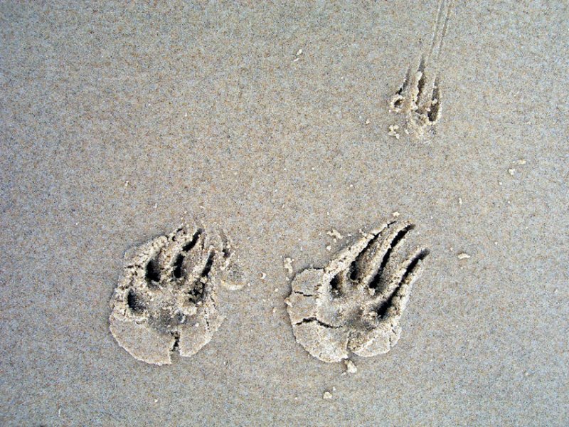 Foot-prints in the sand