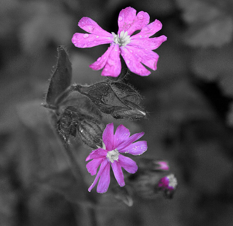 red campion