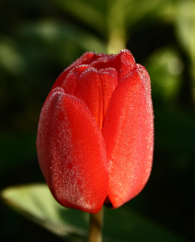 tulip