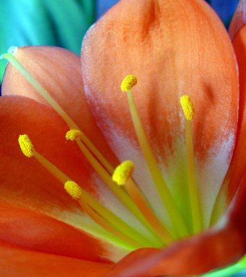 clivia
