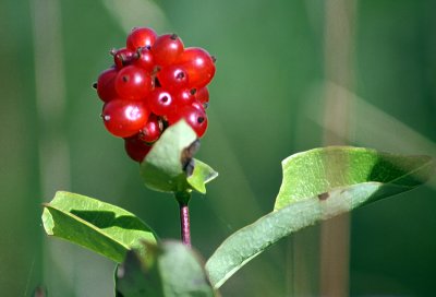 honeysuckle berries