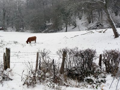 chilly cow
