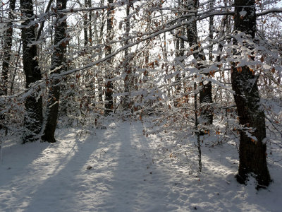 Max's woods