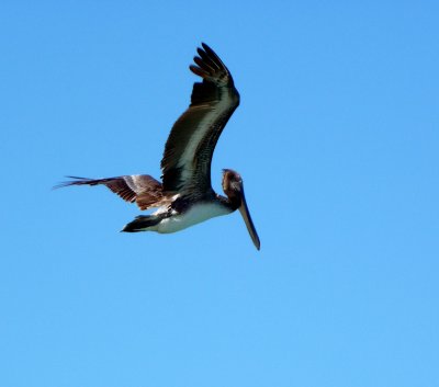 Brown Pelican