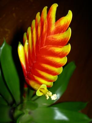 Bromelia