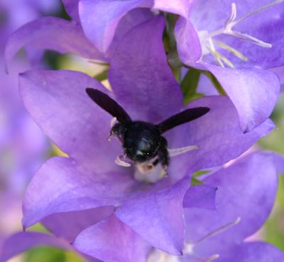 B for Black Bee - in a Blue Bloom!