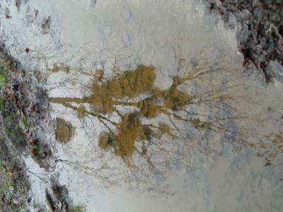 reflection of birch with mistletoe