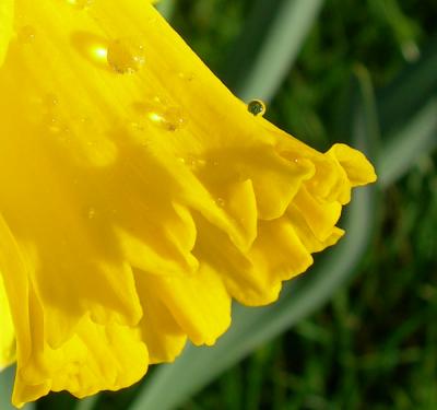 daffodil trumpet and rain drops