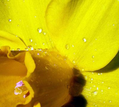 rain drops on daffodil