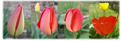 three days in the life of a tulip
