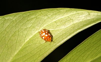 Cream spot ladybird