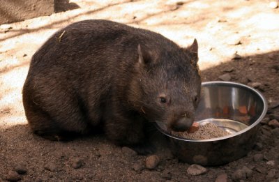 Midi the Wombat