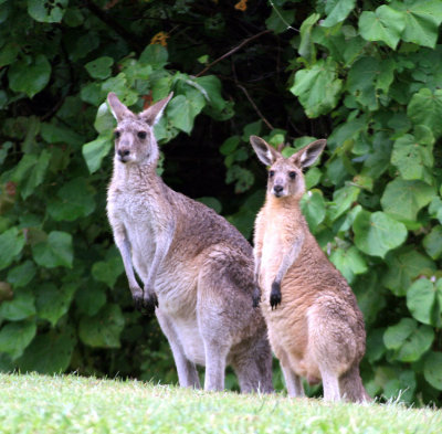 Straddie kangaroos
