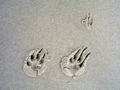 Foot-prints in the sand