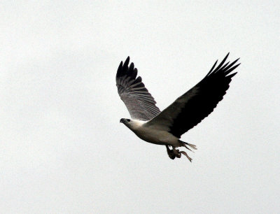 Lunch for a White-Bellied Sea Eagle