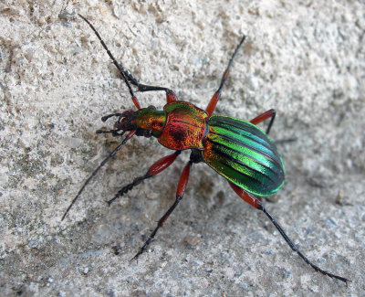 Carabus Auronitens...eats slugs and leaves....