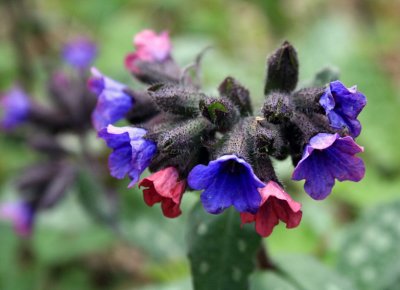 Pulmonaria