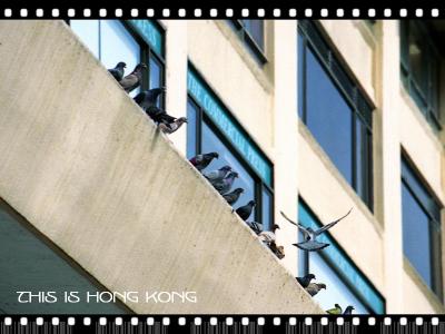 Pigeons row at Star House
