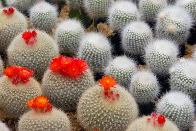 rows of cactus