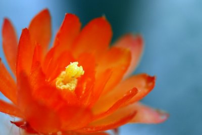 a cactus flower