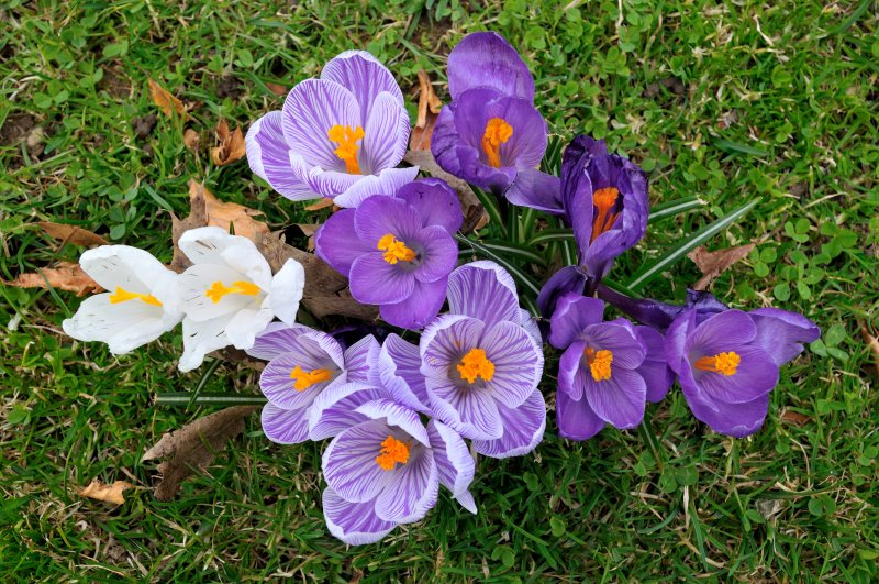 Planting Fields Arboretum