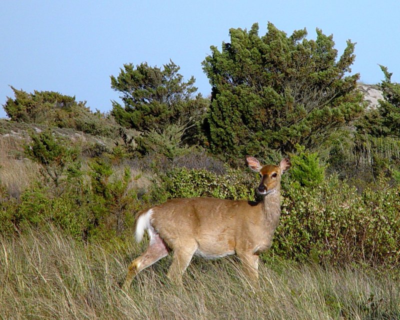 Fire Island