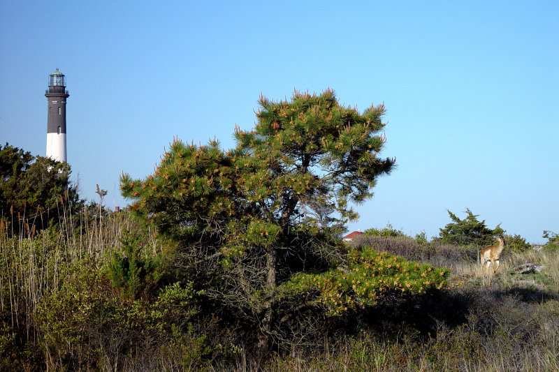 Fire Island