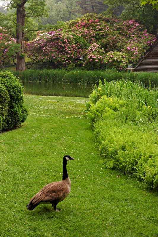 Old Westbury Gardens