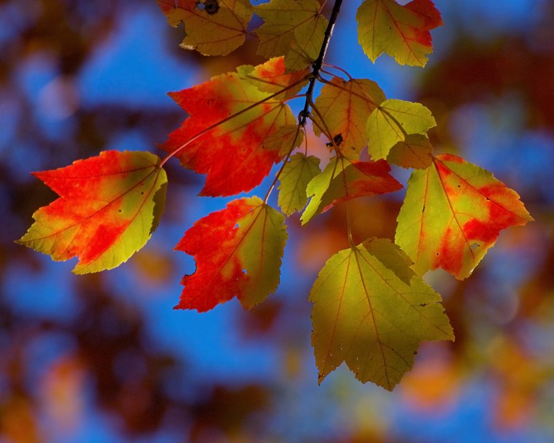 Bailey Arboretum