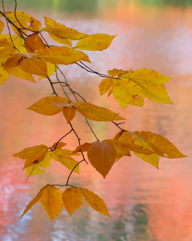 Bailey Arboretum