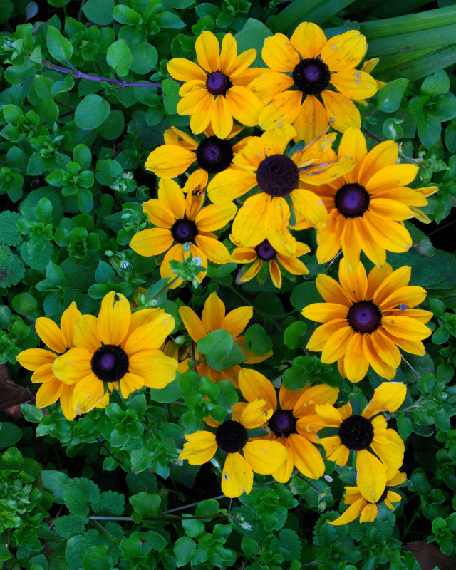 Planting Fields Arboretum