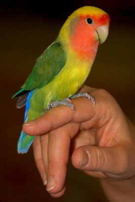 Freeport Parrot Show