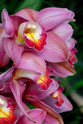 New York Botanical Garden