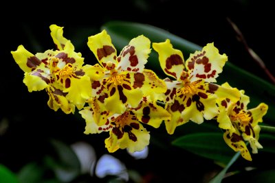 New York Botanical Garden