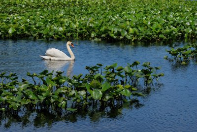 Mill Pond County Park, Wantagh