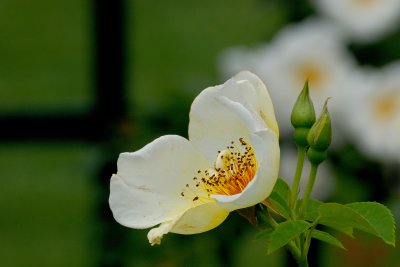 New York Botanical Garden