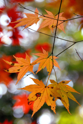 Bailey Arboretum