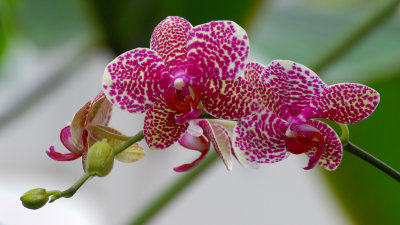 New York Botanical Garden