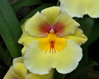 New York Botanical Garden