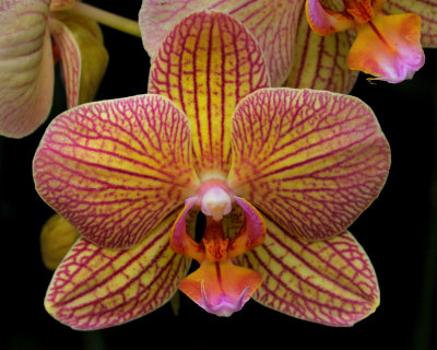 New York Botanical Garden