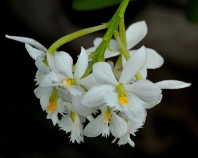 New York Botanical Garden